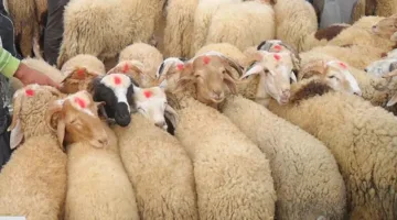 بالرغم من التحديات الاقتصادية.. الزراعة: تقديم 34 ألف أضحية خلال عيد الأضحى