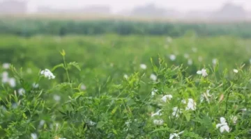 بدء تسليم محصول الياسمين لمصانع “شبرا بلولة” بسعر 105 جنيهات للكيلو.
