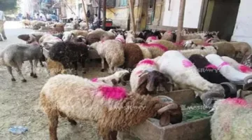 بيطري البحيرة: قمنا بالإشراف على ذبح 1184 رأسًا من الماشية خلال عيد الأضحى