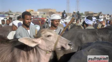 “بيطري الدقهلية”: الانتهاء من تجهيز 24 مجزرًا لاستقبال الأضاحي وفرض حظر على إجازات الأطباء