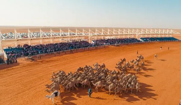 تأجيل البت في زيادة عدد نصوص “شلفا ولي العهد” في مهرجان الإبل تأجيل البت في زيادة عدد نصوص “شلفا ولي العهد” في مهرجان الإبل