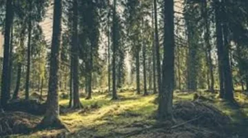 تأويل حلم الغابة وارتباطه بالسعي نحو النجاح