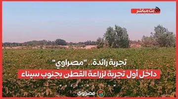 تجربة رائدة: "مصراوي" يكشف النقاب عن أولى محاولات زراعة القطن في جنوب سيناء