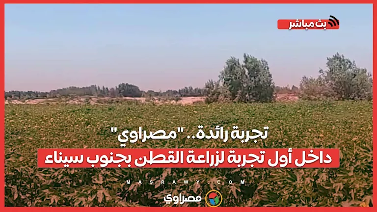تجربة رائدة: "مصراوي" يكشف النقاب عن أولى محاولات زراعة القطن في جنوب سيناء تجربة رائدة: "مصراوي" يكشف النقاب عن أولى محاولات زراعة القطن في جنوب سيناء