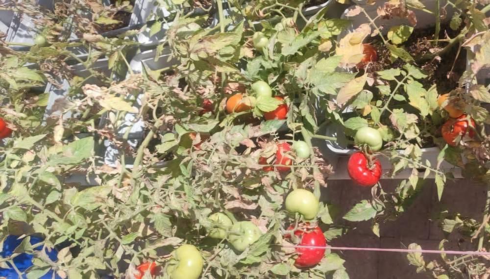 تجربة زراعة الأسطح في المباني بالقاهرة تجربة زراعة الأسطح في المباني بالقاهرة