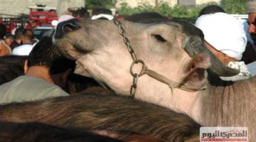 «تحت ستار التشغيل».. تاجر مواشي يخدع المواطنين في قنا ويسرق منهم 3 ملايين جنيه