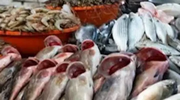 تراجع أسعار المكرونة.. أسعار الأسماك في سوق العبور ليوم 18 يونيو 2025