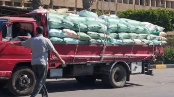 تسليم 223 ألف طن من القمح في كفر الشيخ منذ بدء الموسم.
