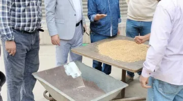 تسليم 565 ألف طن من القمح في محافظة الوادي الجديد