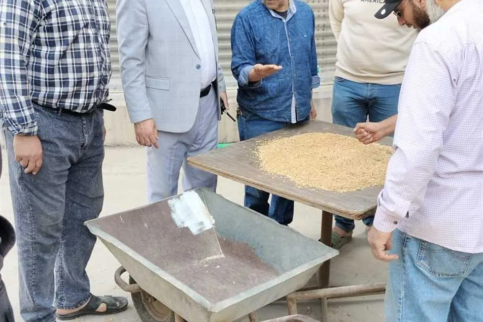 تسليم 565 ألف طن من القمح في محافظة الوادي الجديد