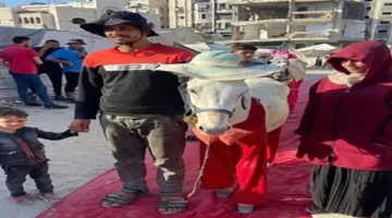 تكريم الحمار في غزة: رفيق الفلسطيني في الصمود ضد الحصار