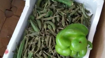 تموين البحيرة: confiscation of 40 tons of spoiled vegetables