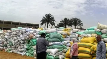 توريد 595 ألف طن من القمح إلى الصوامع والمخازن في الشرقية
