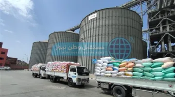 توفير 314 ألف طن من القمح لمخازن وصوامع محافظة البحيرة بزيادة نسبتها 31.2%
