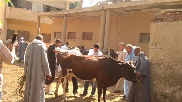 ثلاث حملات مجانية لحماية الثروة الحيوانية في المنوفية