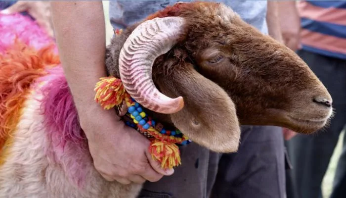 جزار مصري ينظم احتفالًا مبهجًا بمناسبة أضاحي عيد الأضحى (فيديو) جزار مصري ينظم احتفالًا مبهجًا بمناسبة أضاحي عيد الأضحى (فيديو)