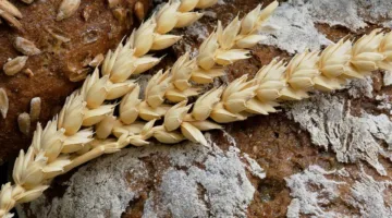 جولات المخابز… المخابز المحلية تجذب السياح من جميع أنحاء العالم!