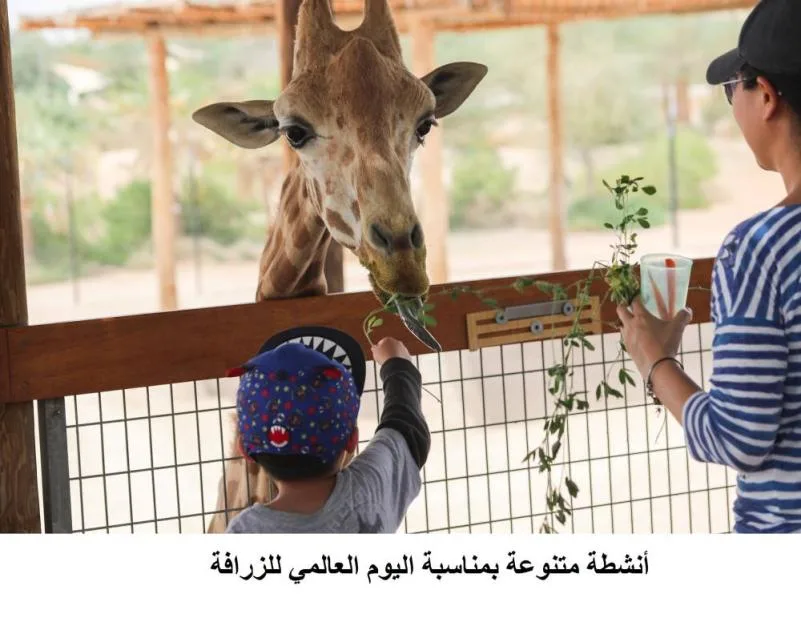 حديقة الحيوانات في العين تضيء احتفالاتها بيوم الزرافة العالمي