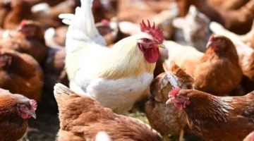 حظر استيراد الطيور الحية ومشتقاتها من ثماني دول