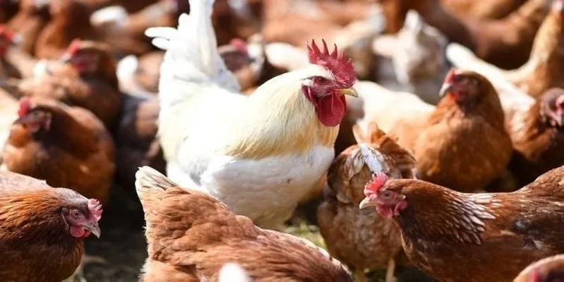 حظر استيراد الطيور الحية ومشتقاتها من ثماني دول حظر استيراد الطيور الحية ومشتقاتها من ثماني دول