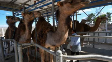 حليب الإبل في تونس: مبادرة نسائية تحول “الذهب الأبيض” إلى فرصة اقتصادية