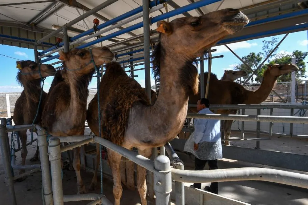 حليب الإبل في تونس: مبادرة نسائية تحول “الذهب الأبيض” إلى فرصة اقتصادية حليب الإبل في تونس: مبادرة نسائية تحول “الذهب الأبيض” إلى فرصة اقتصادية