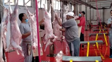 حملات شديدة على متاجر اللحوم ومراقبة المسالخ ومنع ذبح الأضاحي في الشوارع