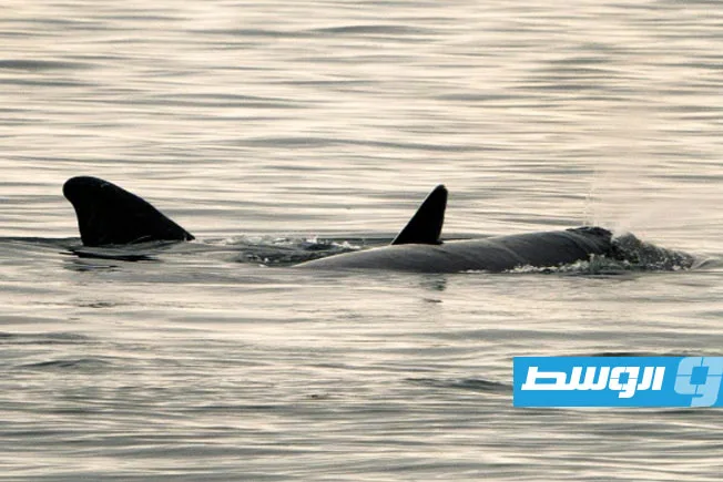 حوت محاصر في حبل يحث السلطات الأسترالية على التدخل حوت محاصر في حبل يحث السلطات الأسترالية على التدخل