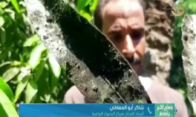 د. شاكر أبو المعاطي يوضح نصائح للمزارعين للتعامل مع درجات الحرارة المرتفعة د. شاكر أبو المعاطي يوضح نصائح للمزارعين للتعامل مع درجات الحرارة المرتفعة