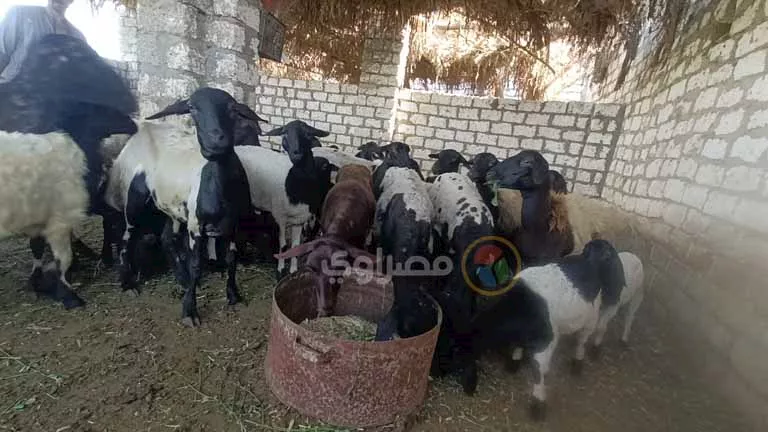 دار الإفتاء تبين حكم مشاركة غير المسلمين في الأضحية الكبيرة.. هل هو مسموح شرعًا؟ دار الإفتاء تبين حكم مشاركة غير المسلمين في الأضحية الكبيرة.. هل هو مسموح شرعًا؟