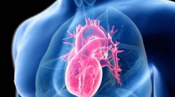 دراسة تجريبية تمنع تراكم الكولسترول في خلايا القلب