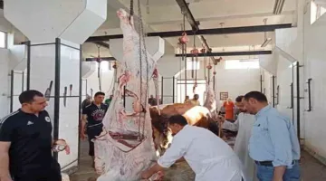 ذبح 870 رأسًا من الماشية دون مقابل في اليومين الأولين من عيد الأضحى بمحافظة المنيا (صور)