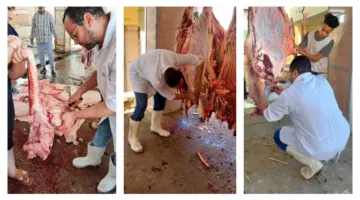 ذُبح 2202 أضحية في المسالخ الحكومية خلال اليومين الأولين من عيد الأضحى بالجزائر.