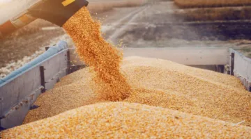 رويترز: مصر تبدأ غلق بعض مراكز تجميع محصول القمح