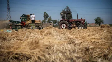 رويترز: مصر تُغلق مراكز جمع القمح في وقت مبكر بعد موسم حصاد أقل من المتوقع