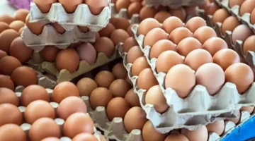 زيادة أسعار البيض في الأسواق بتاريخ 18-6-2025