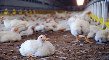 زيادة أسعار الدواجن في الأسواق بتاريخ 16 يونيو 2025
