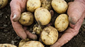 زيادة بنسبة 31% في صادرات البطاطس منذ انطلاق الموسم الحالي