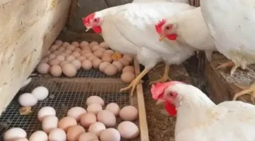 زيادة جديدة بعد الانخفاض قبل العيد.. اكتشف أسعار الدواجن والبيض اليوم.
