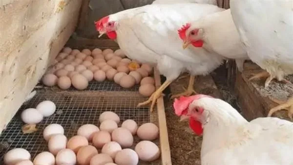 زيادة جديدة بعد الانخفاض قبل العيد.. اكتشف أسعار الدواجن والبيض اليوم.