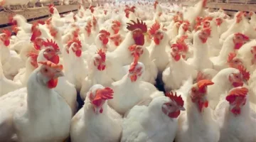 زيادة جديدة في أسعار الدواجن.. كيلو الدواجن يتجاوز 90 جنيها في الأسواق