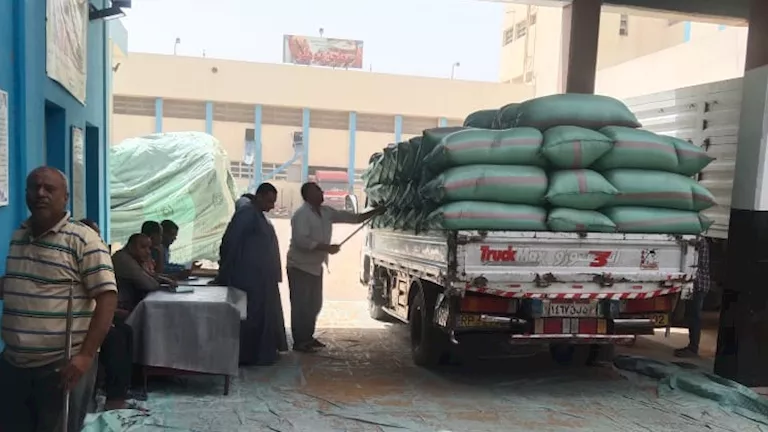 زيادة كميات القمح الموردة لصوامع المنيا إلى 509 آلاف طن زيادة كميات القمح الموردة لصوامع المنيا إلى 509 آلاف طن