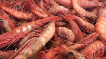 زيادة ملحوظة في واردات المغرب من الجمبري النرويجي المخصص للصناعات التحويلية