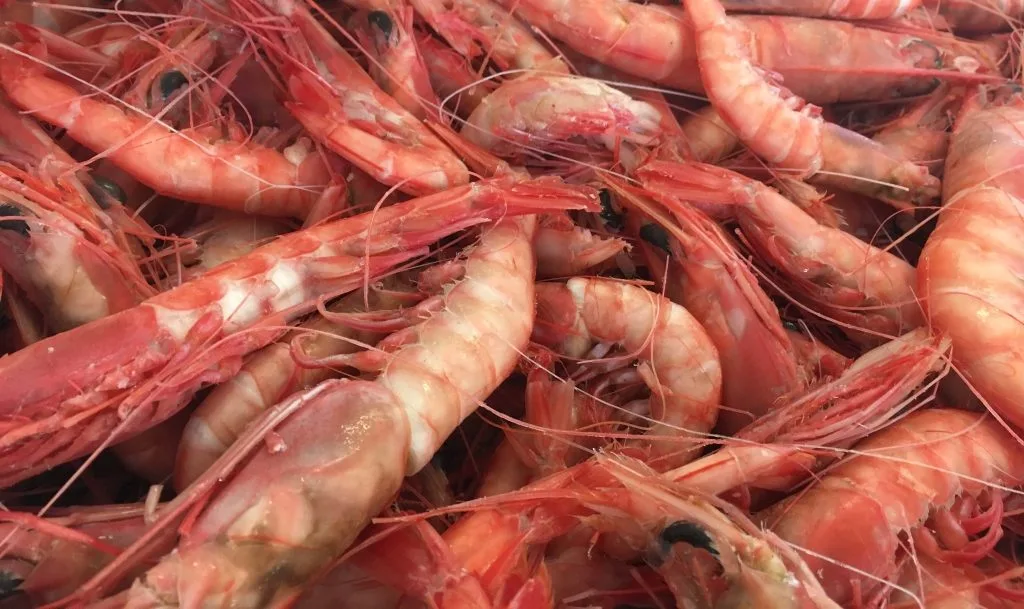 زيادة ملحوظة في واردات المغرب من الجمبري النرويجي المخصص للصناعات التحويلية