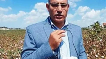 زيادة نسبتها 1% عن العام السابق: زراعة 923 فدان قطن في الإسكندرية