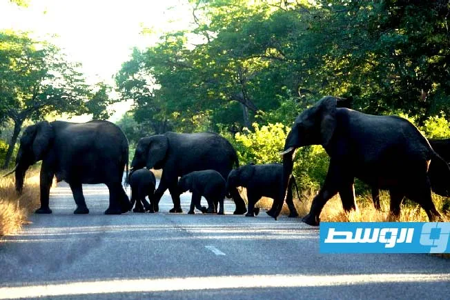 زيمبابوي تقتل الفيلة.. اللحوم للسكان والعاج للحكومة زيمبابوي تقتل الفيلة.. اللحوم للسكان والعاج للحكومة