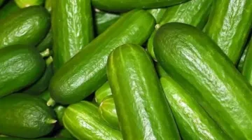 ستُفاجأ.. 3 مزايا لتناول ثمرة خيار لصحتك العامة