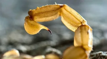 سم عقرب الأمازون يُظهر فعالية في علاج سرطان الثدي