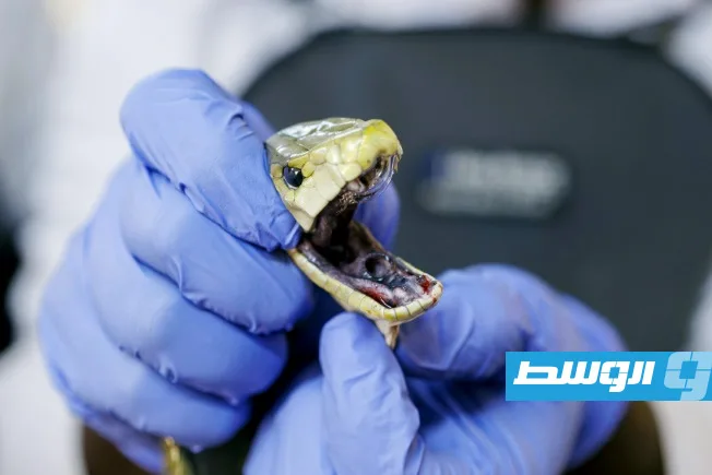 سمم نفسه 200 مرة لإنقاذ البشرية.. أميركي يتحدى الثعابين بحثًا عن ترياق شامل