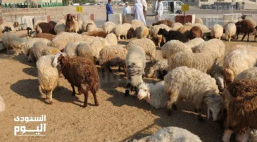 “شاهد بالفيديو: أسلوب مبتكر لوزن الخروف في مدينة الأنعام ببريدة”  
05 يونيو 2025 | 12:04 مساءً